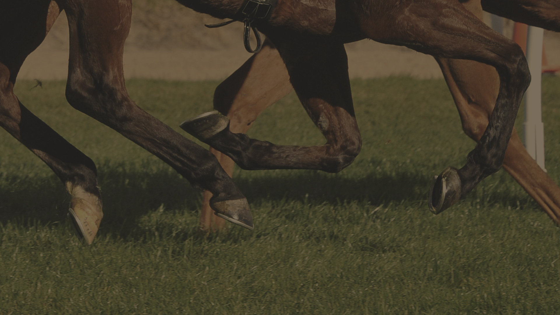 inspired by the beauty